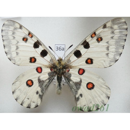 Parnassius nomion Fischer de Waldheim, 1823 male China36a